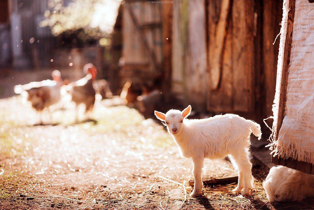 козленок, животные, деревня, свет, контровый свет, Гвоздева Юлия