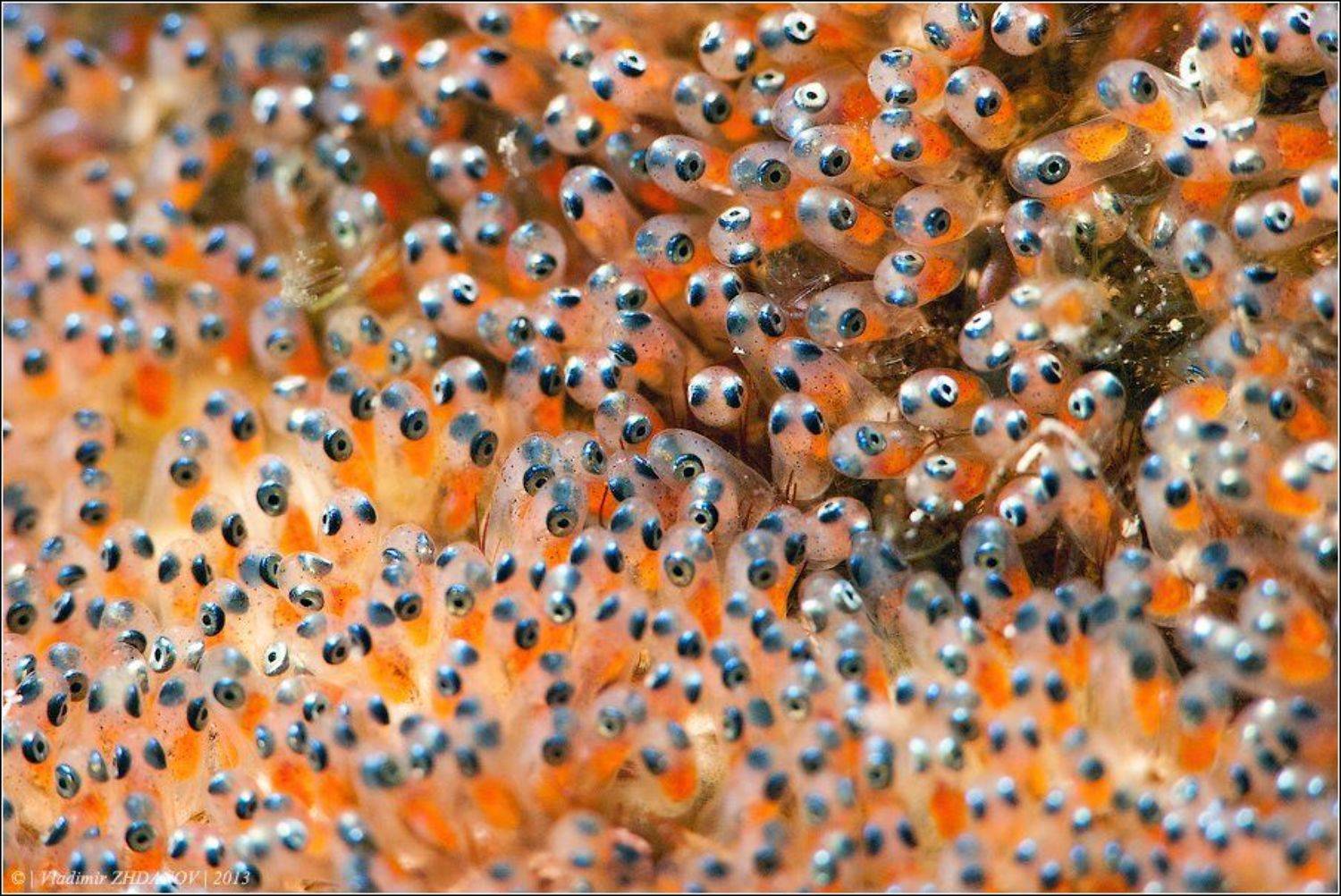 , Владимир Жданов