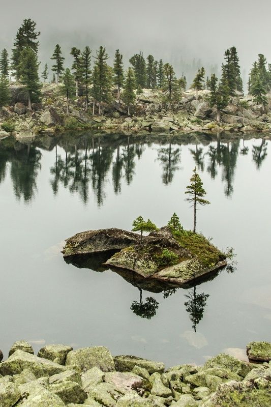 сосны на камнях фото превью