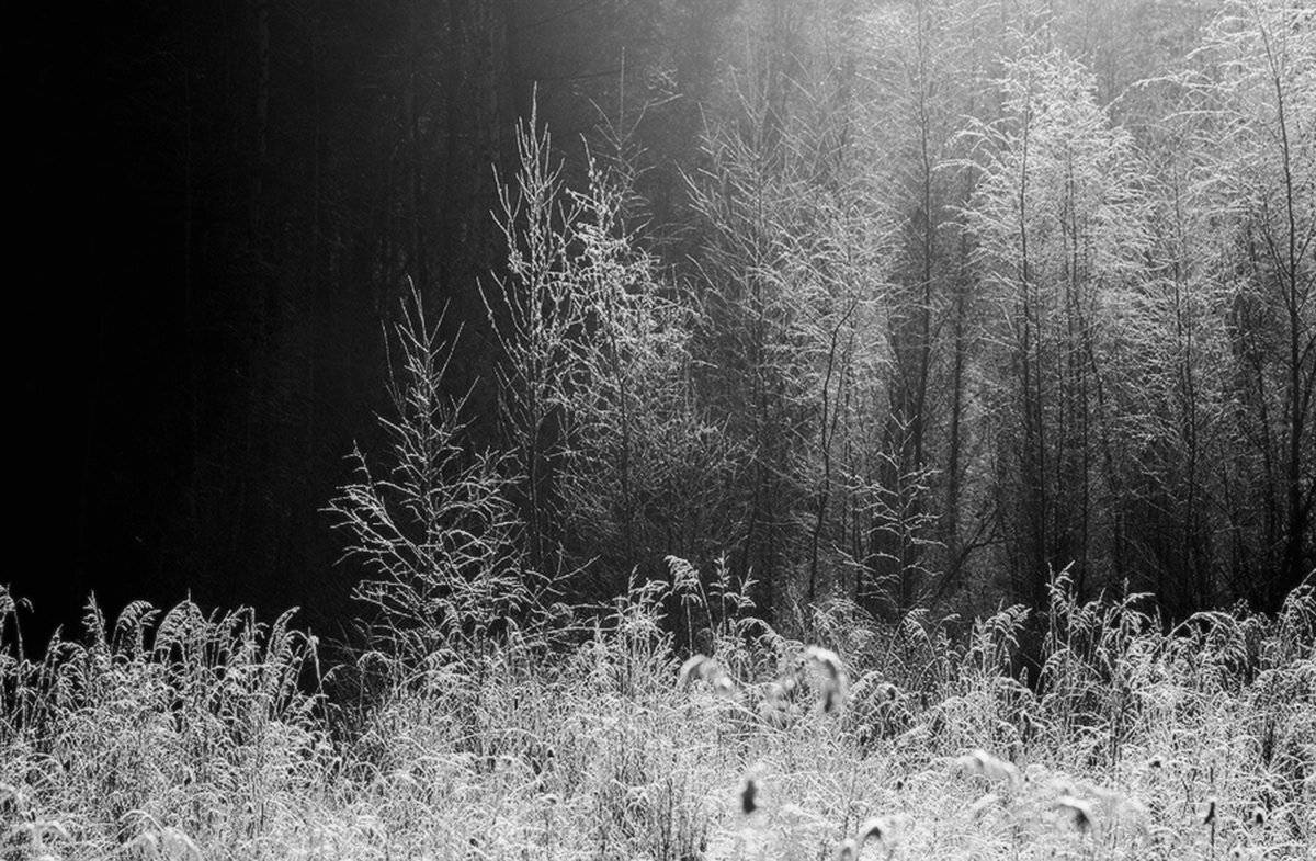 , Николай Морский