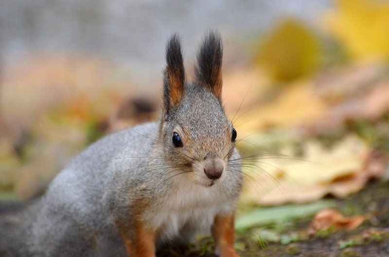 осень,белка  фото превью