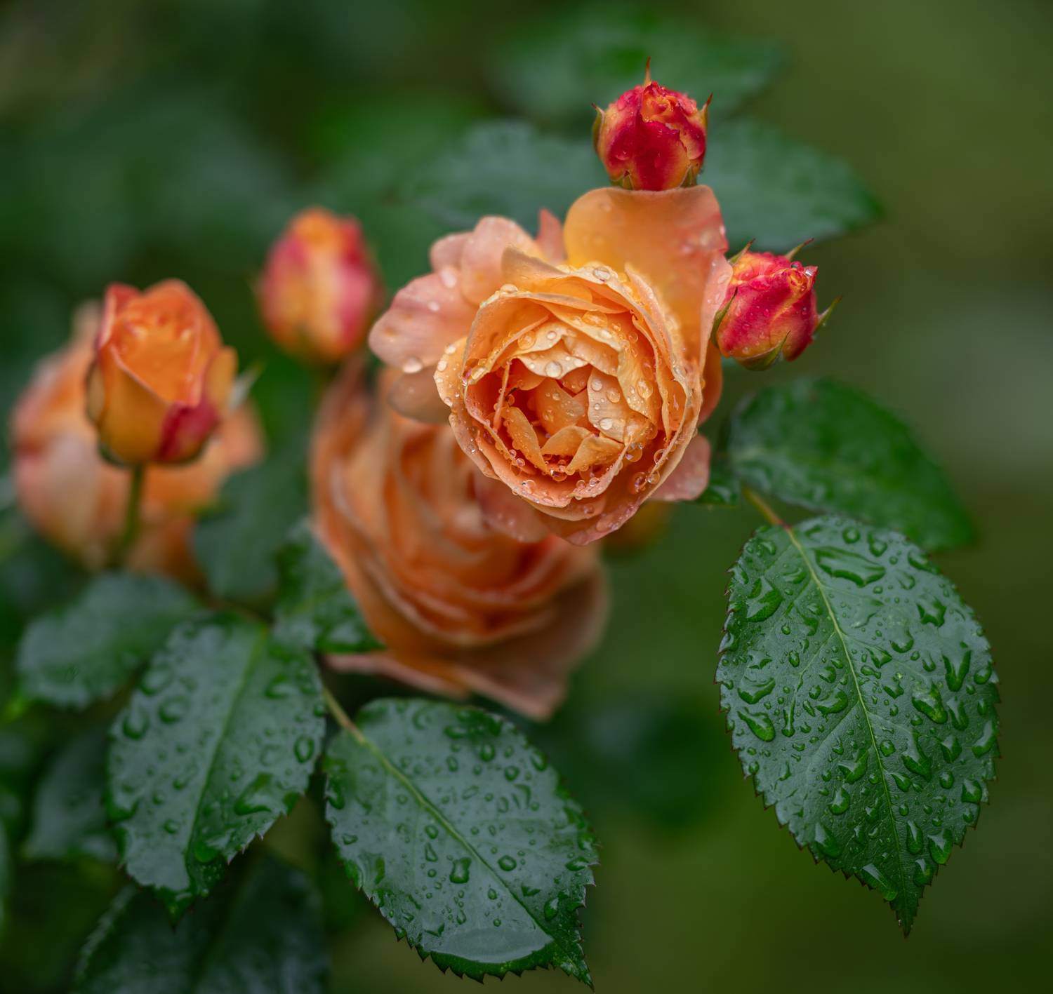 , Курлянцев Алексей