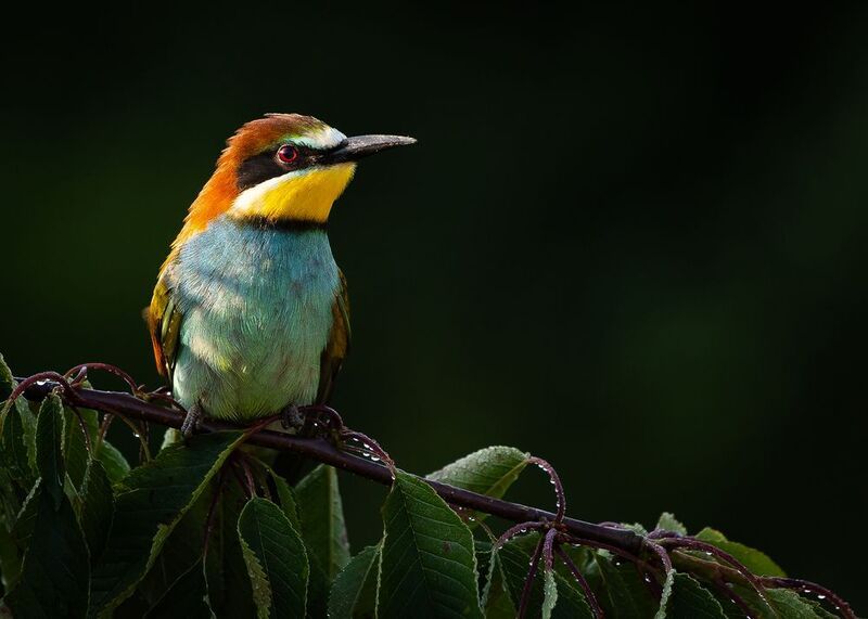 Včelař фото превью