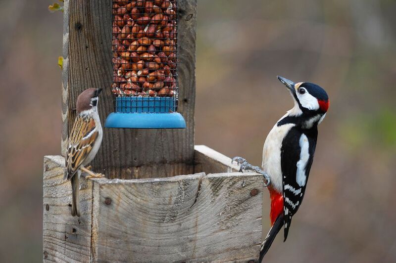 фото превью