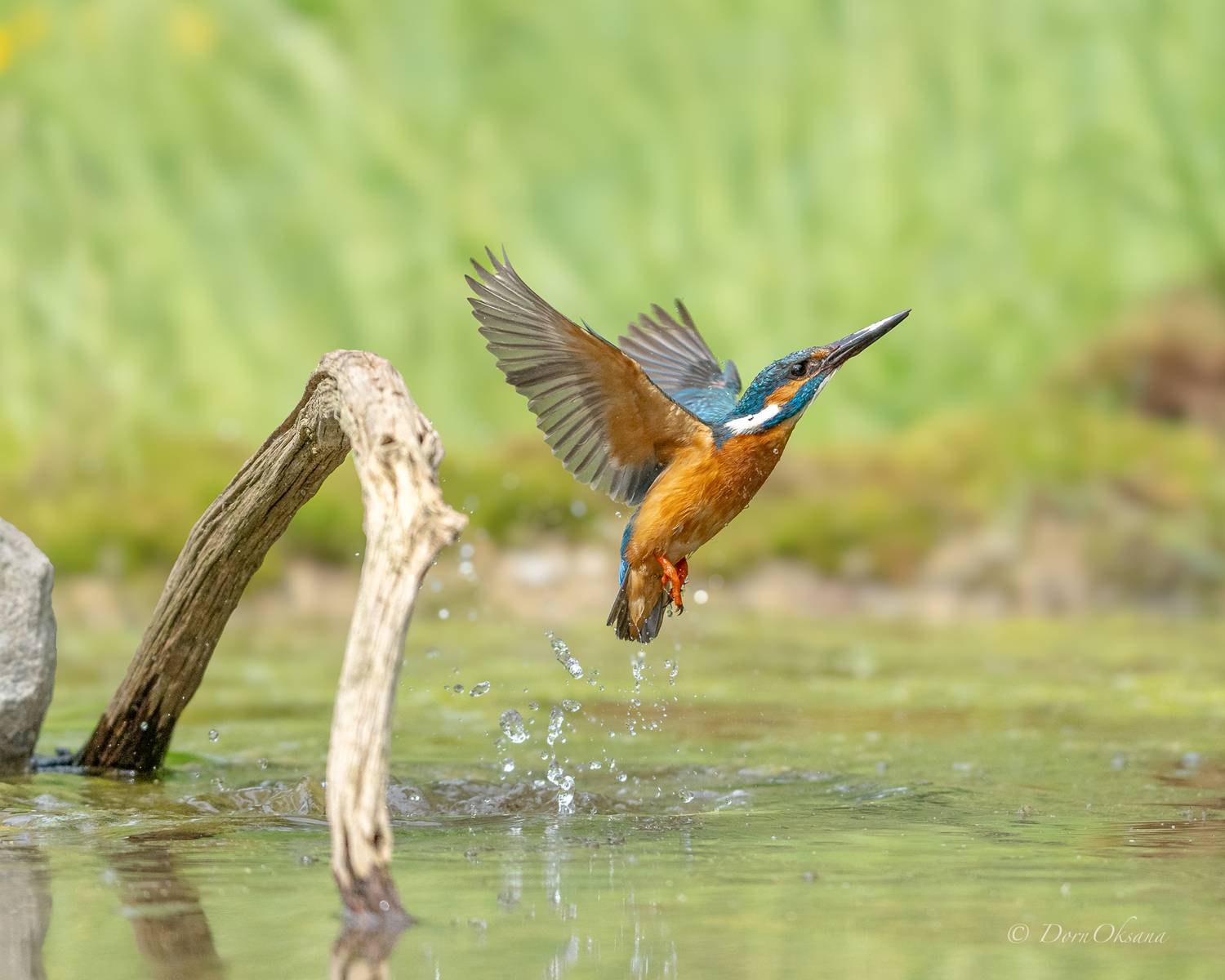 зимородок, птица, в, полете, kingfisher, bird, in, flight, Дорн Оксана