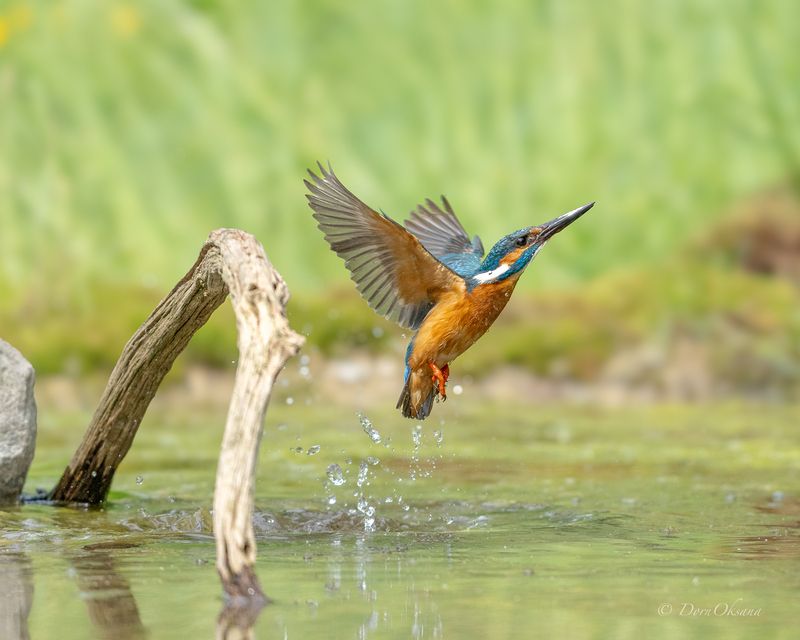 зимородок, птица, в, полете, kingfisher, bird, in, flight Клюв только к верху! фото превью