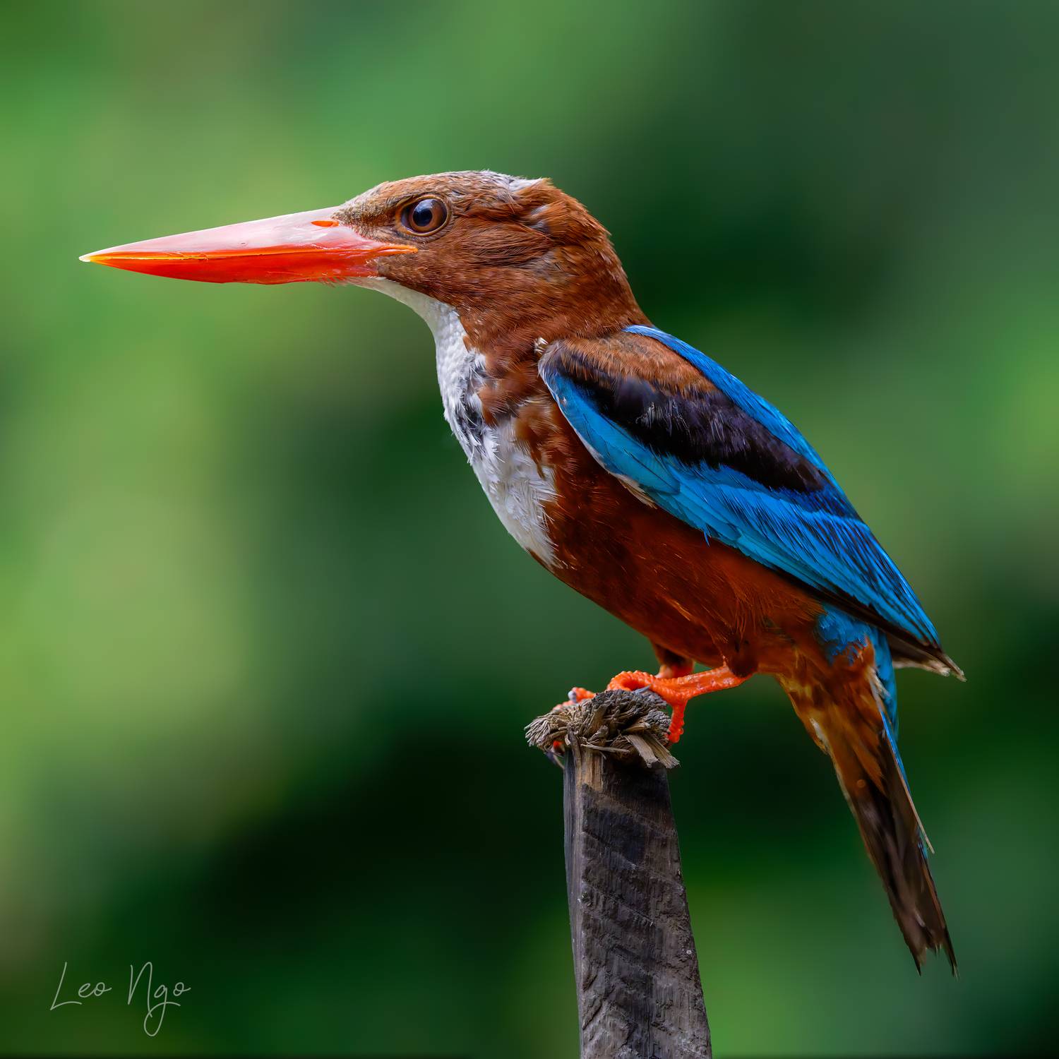 , Ngo Hoang Nguyen - Leo Ngo