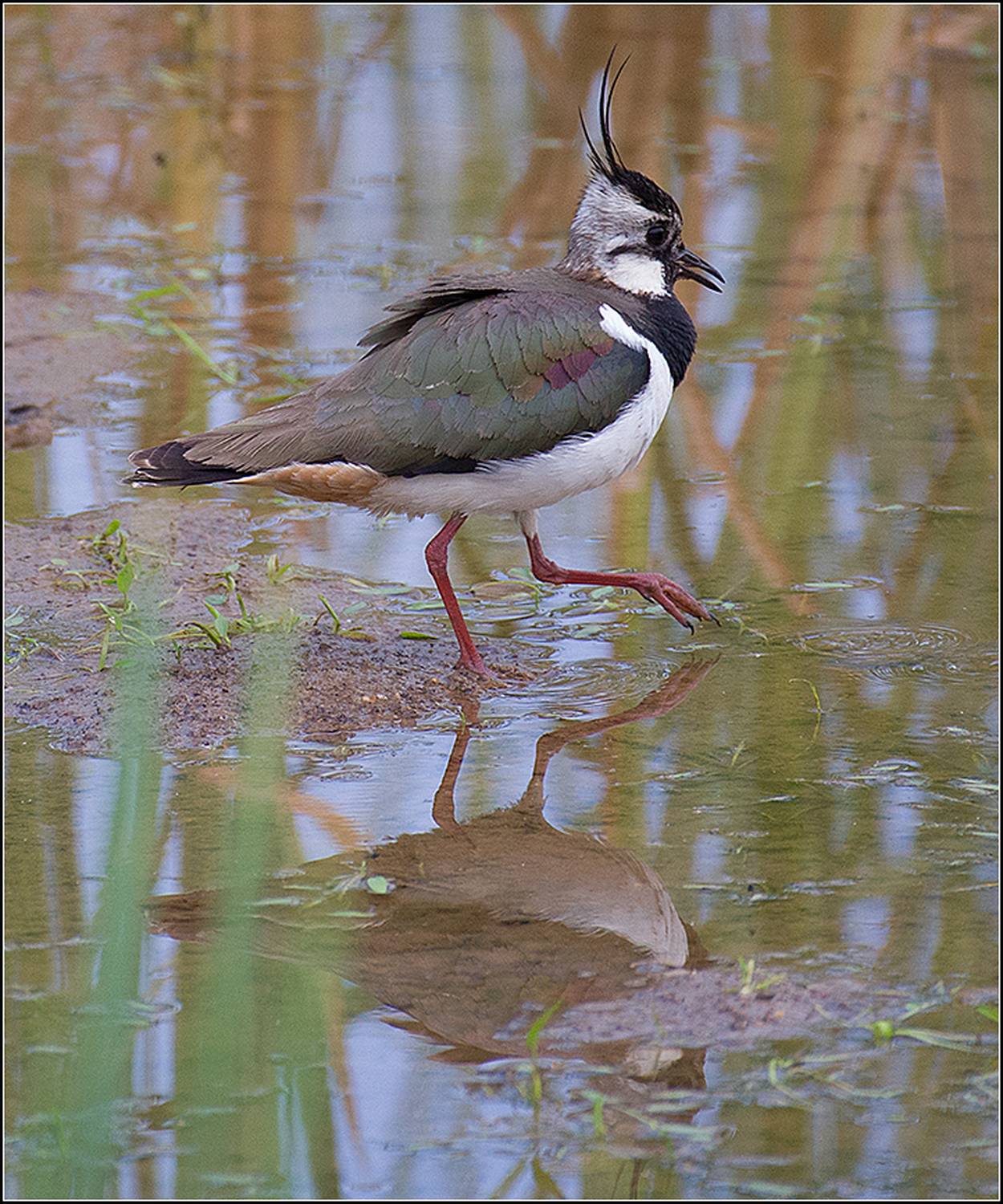 москва, июнь, парк, чибис, птица, АНАТОЛИЙ ДОВЫДЕНКО