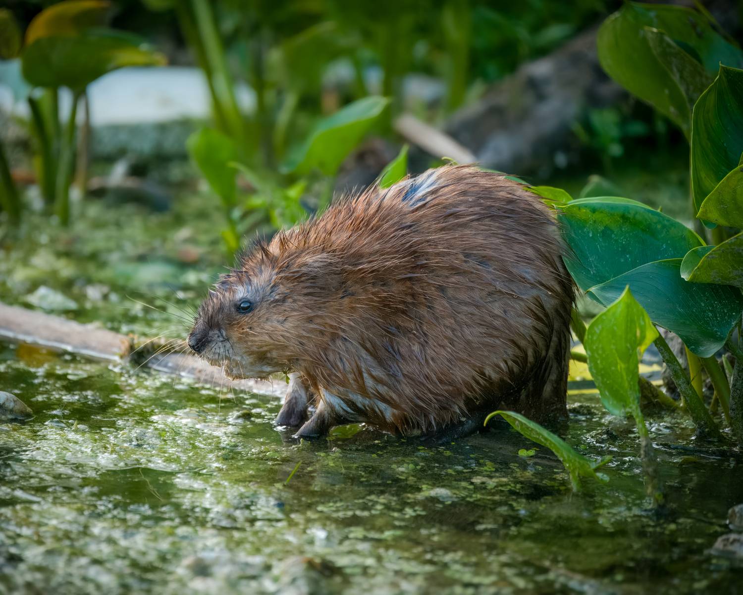 , Екатерина Дубровская