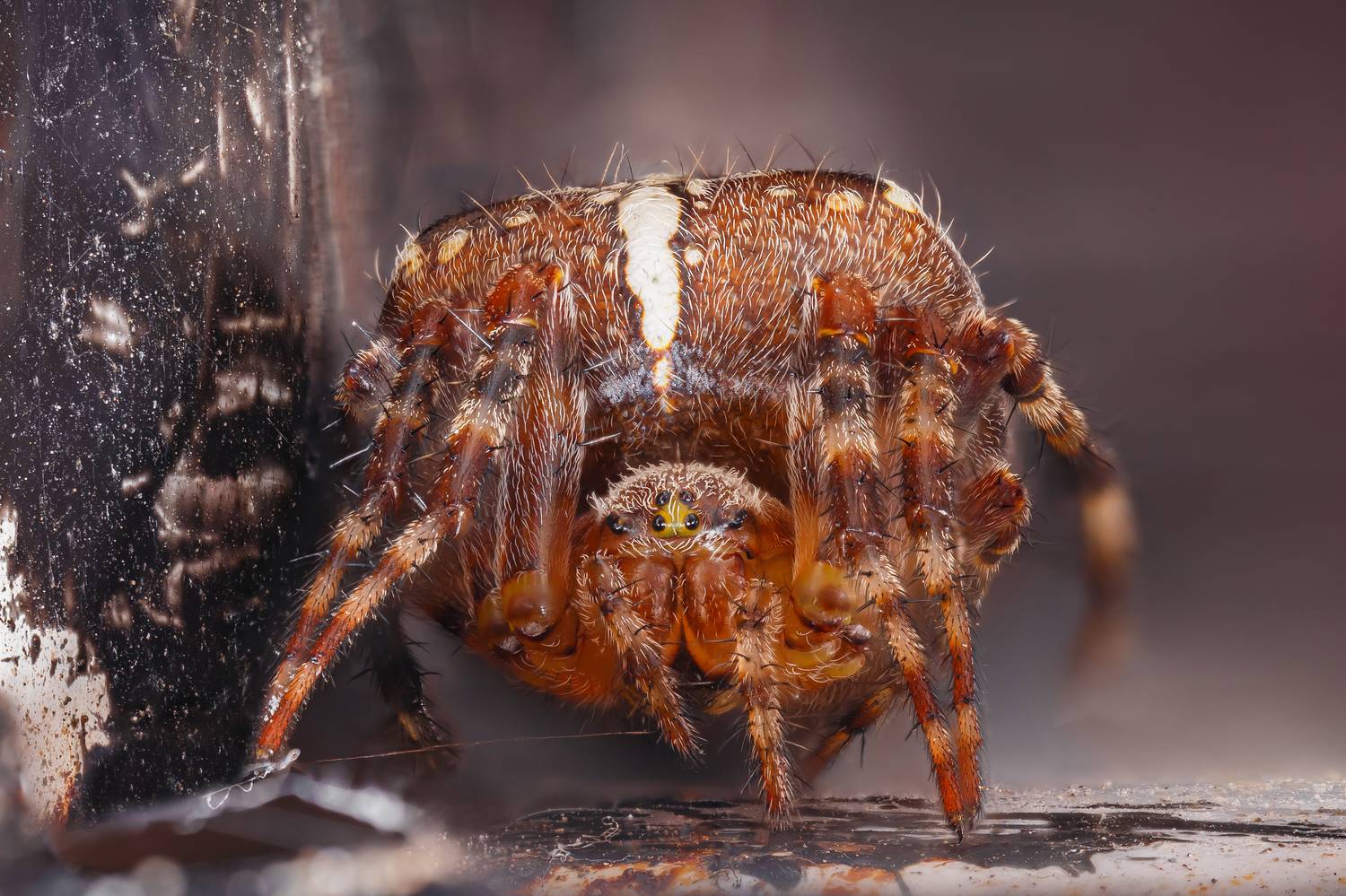 макро,природа,животное,паук,беларусь,цвет,оранжевый, Шаповалов Андрей