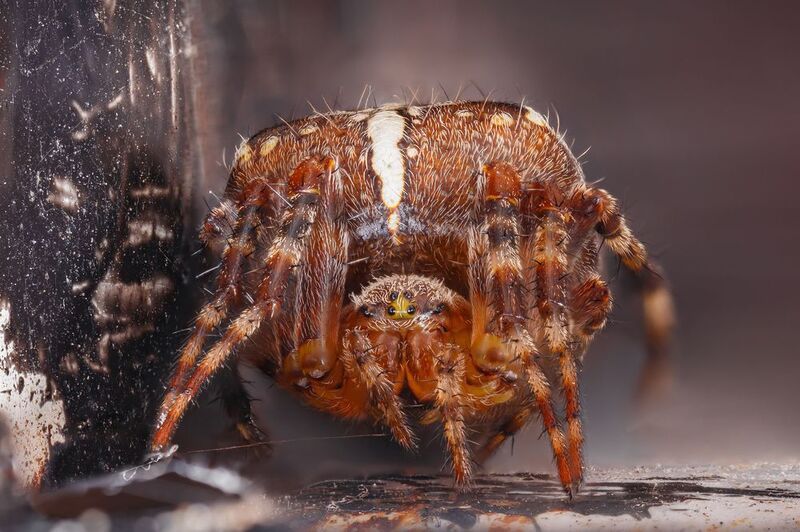 макро,природа,животное,паук,беларусь,цвет,оранжевый Житель холодильника фото превью