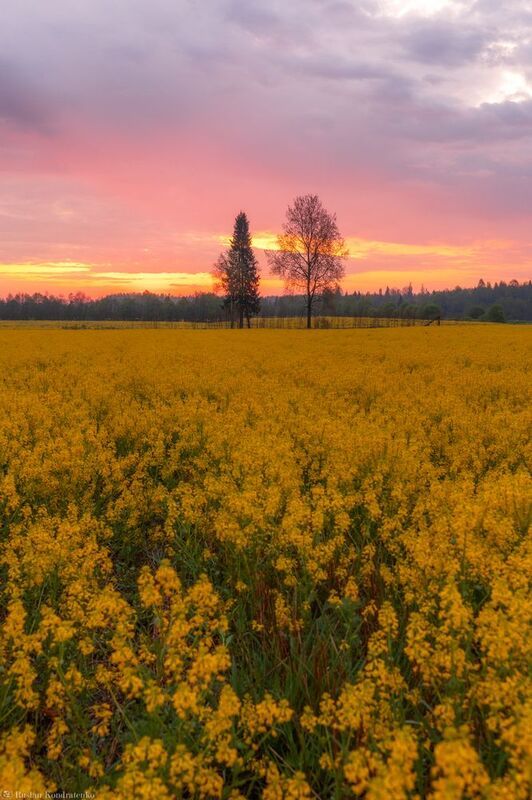 Рапсовые поля фото превью