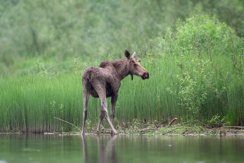 лось, дикая природа Мужик с фотоаппаратом? Откуда? Да ладно?! фото превью
