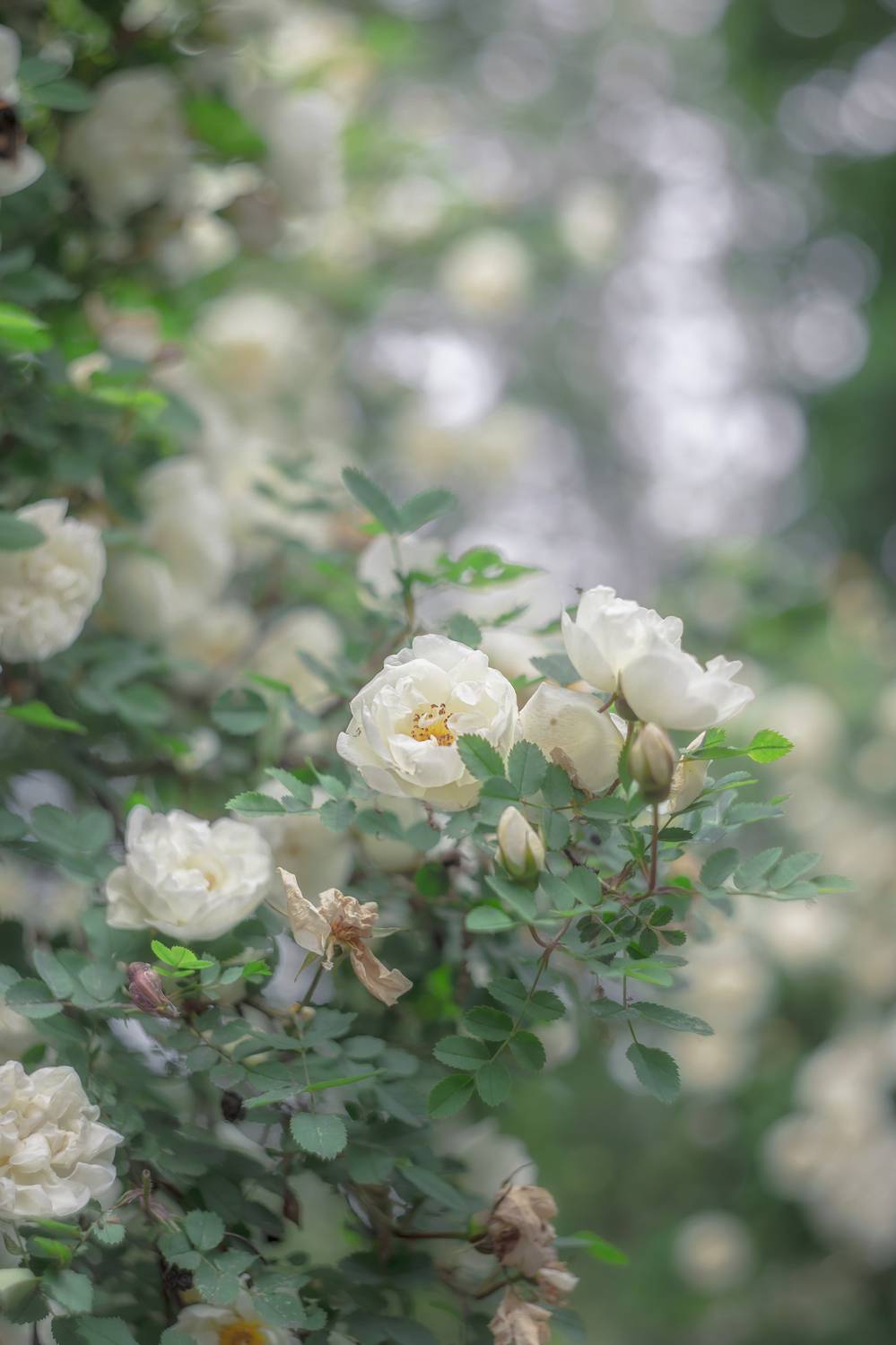 , Обидина Мария