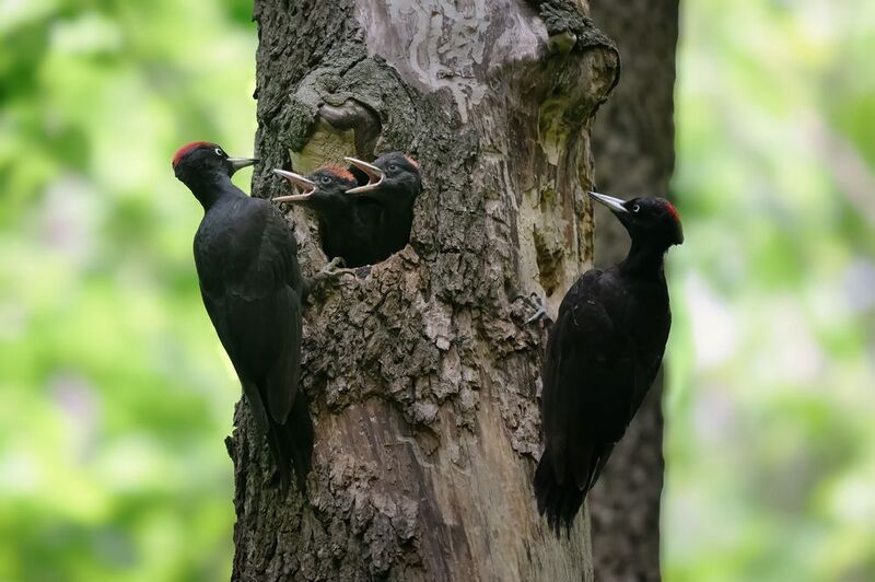 Лесные часы пробили обед фото превью