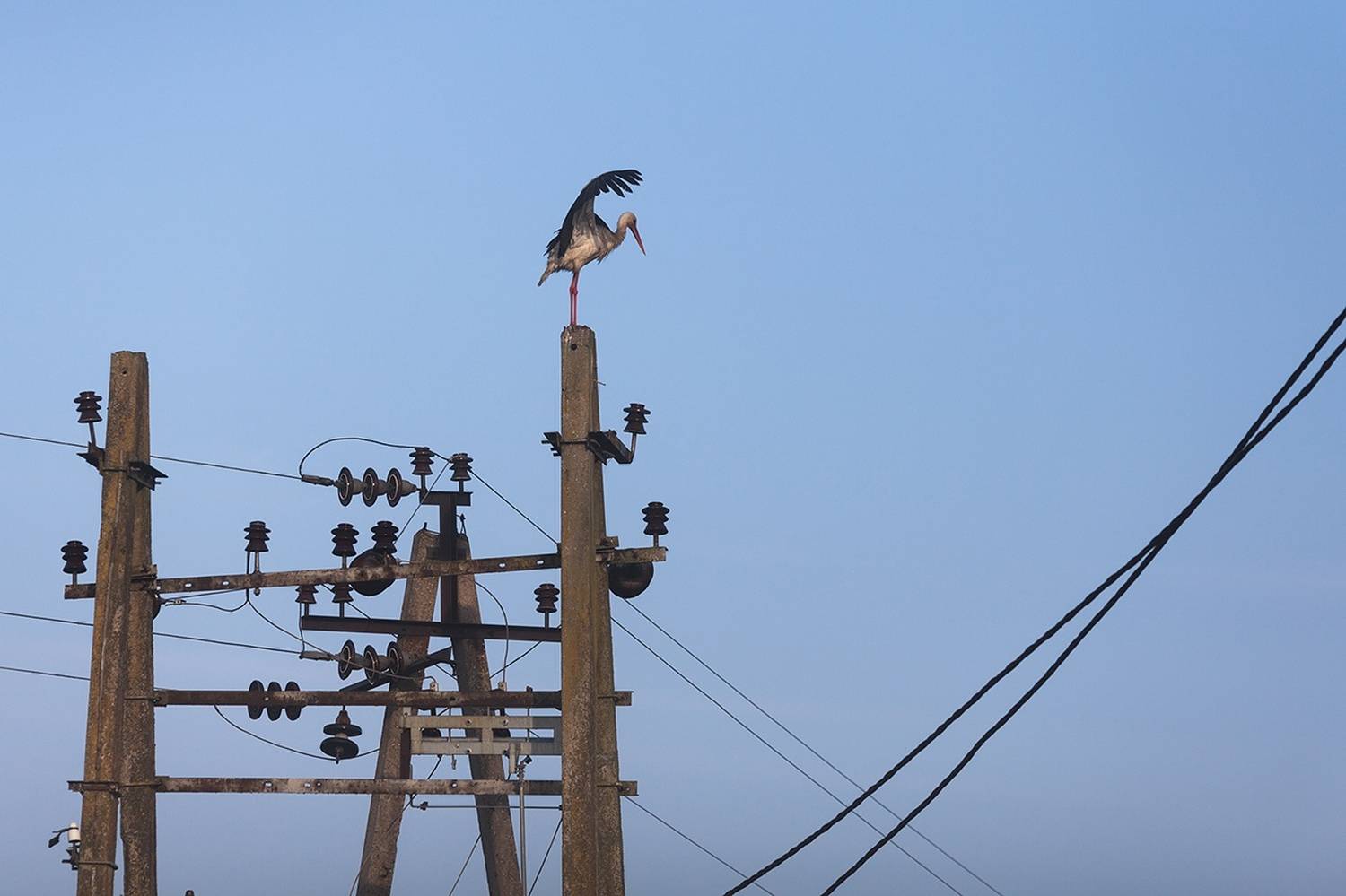 аист, калининградская область, Алексей Шамашов