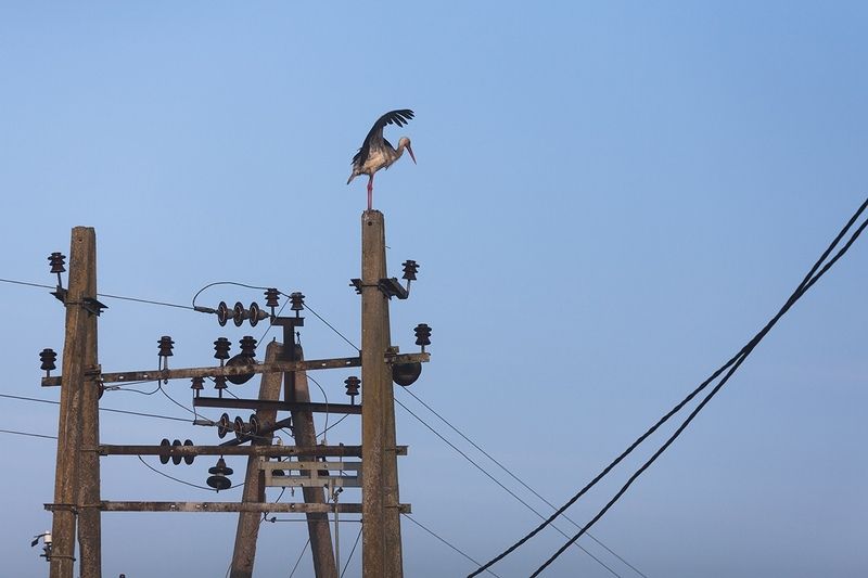 аист, калининградская область Главный энергетик фото превью