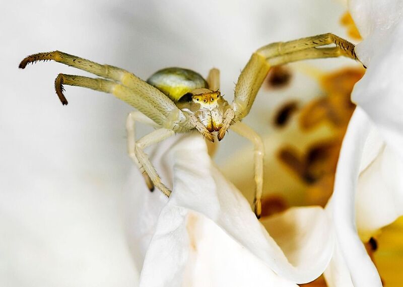 Идет охота фото превью