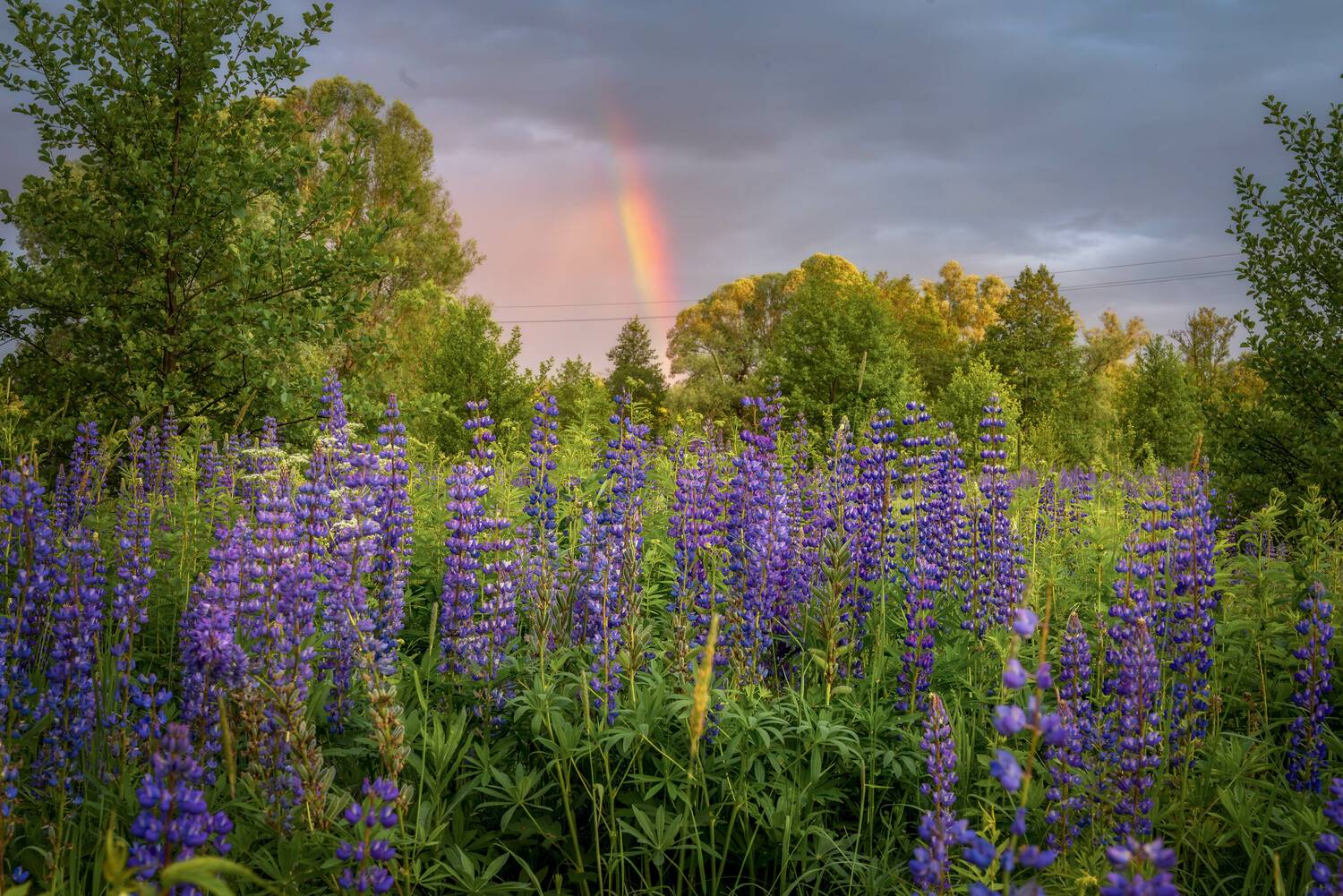 , Сережин Сережа