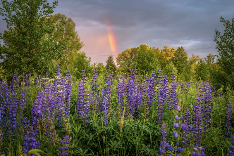 Люпины и радуга фото превью