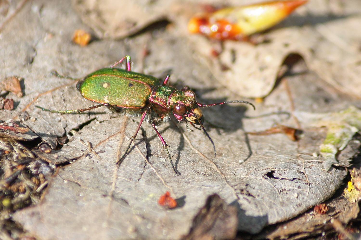 жук, скакун полевой, cicindela campestris, КарОл