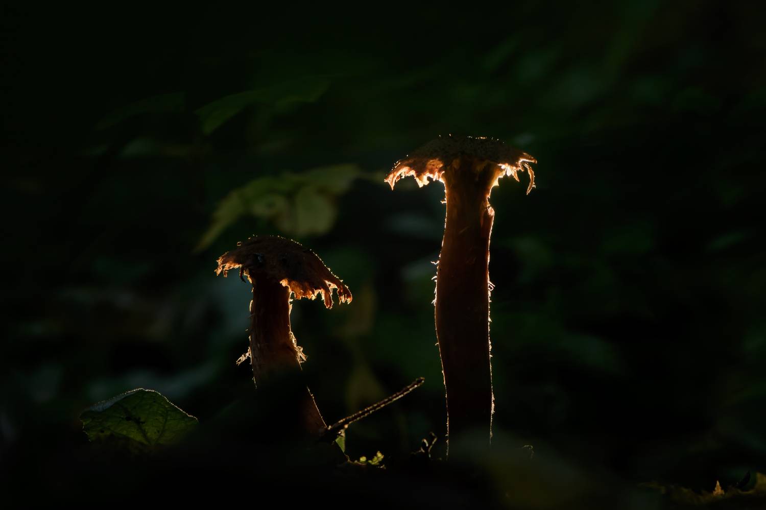 грибы, Соварцева Ксения