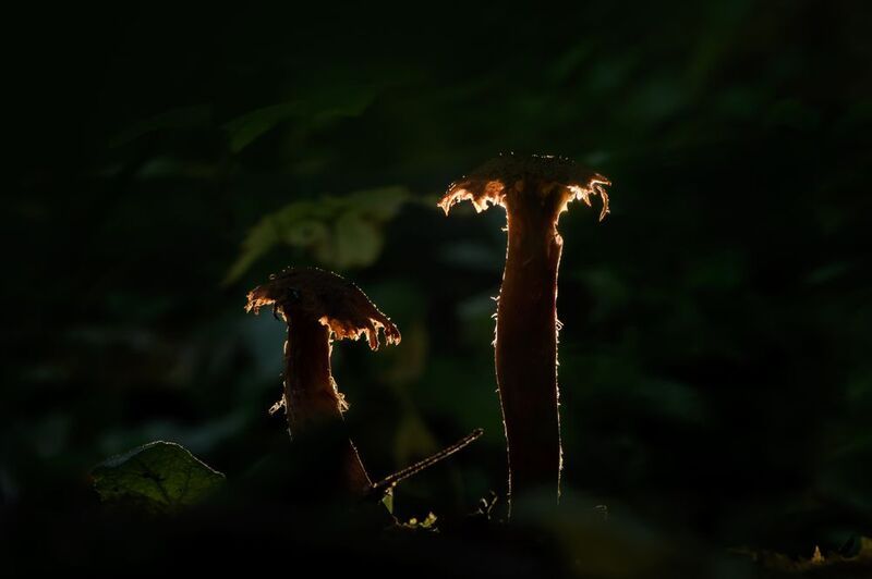 грибы Сэппуку фото превью