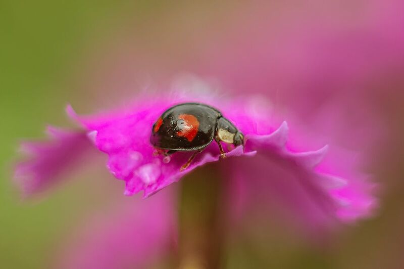 ... фото превью