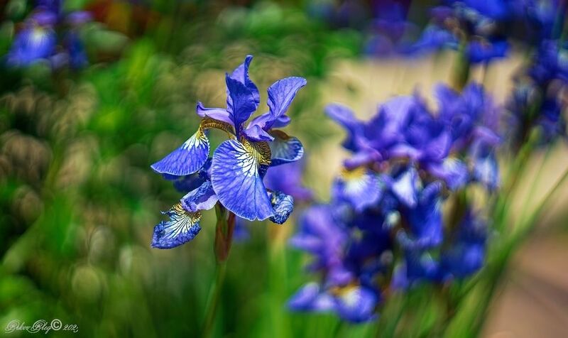 *** фото превью