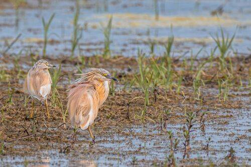 Squacco Heron (Ardeola ralloides)