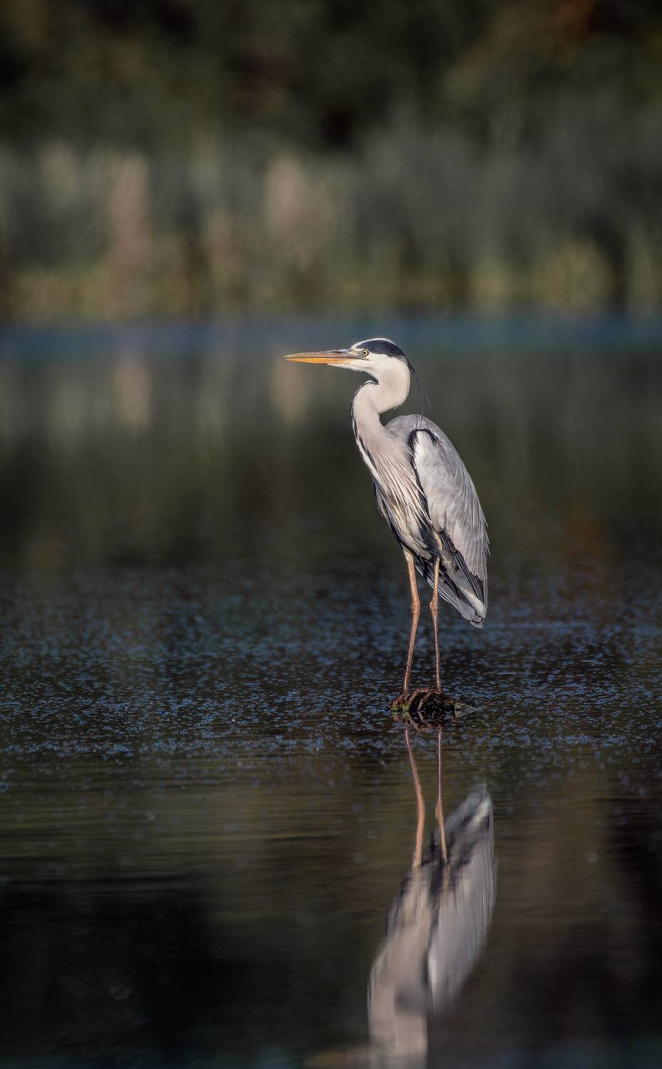 , Ширяев Константин