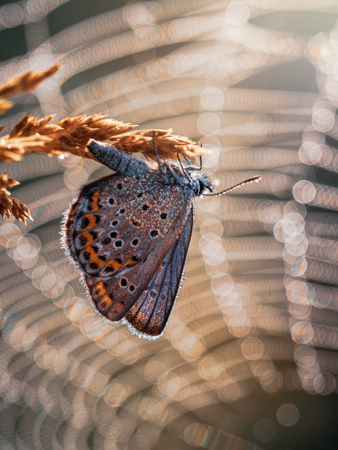 , Лапшина Владлена