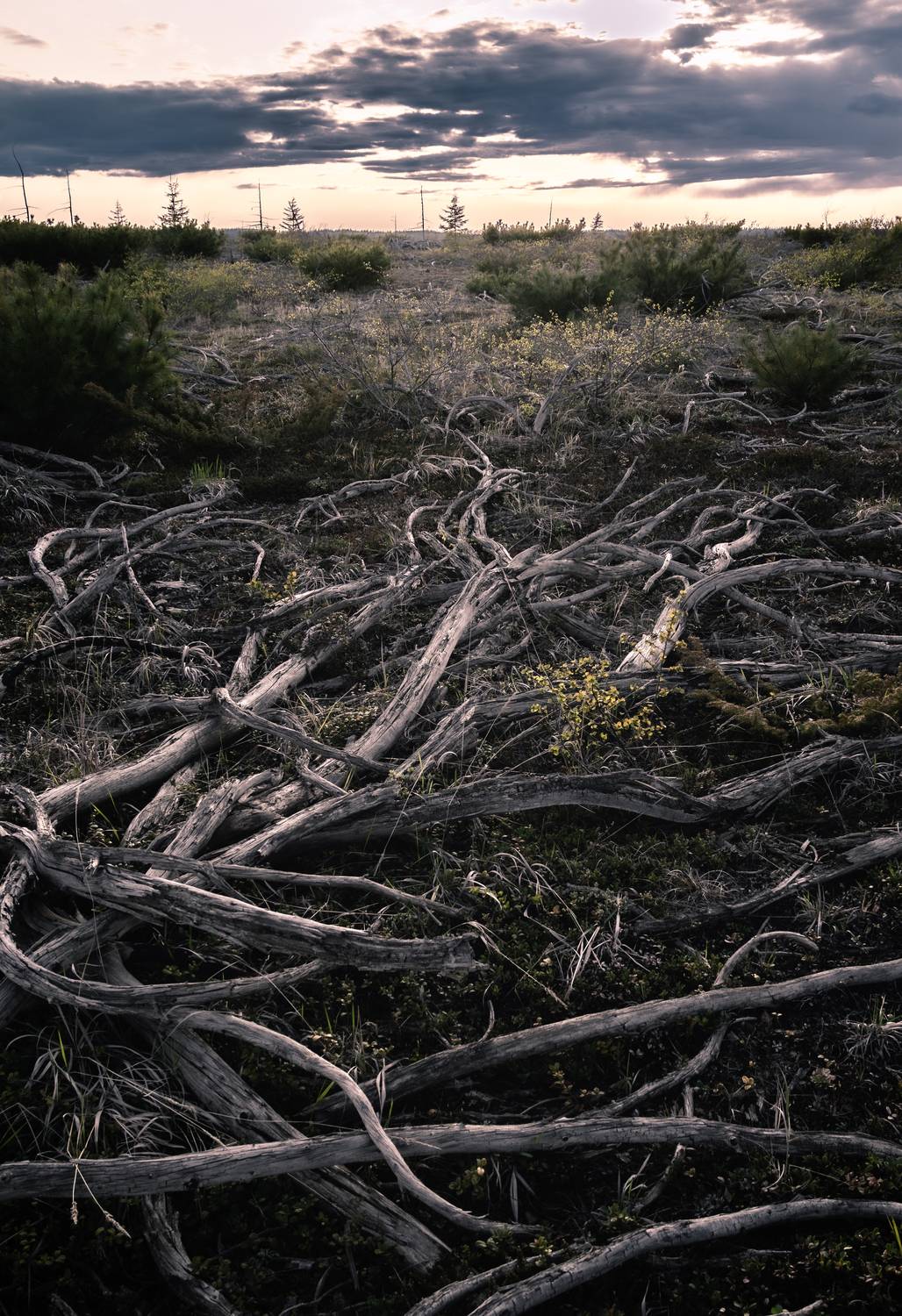 , Антон Сидоров