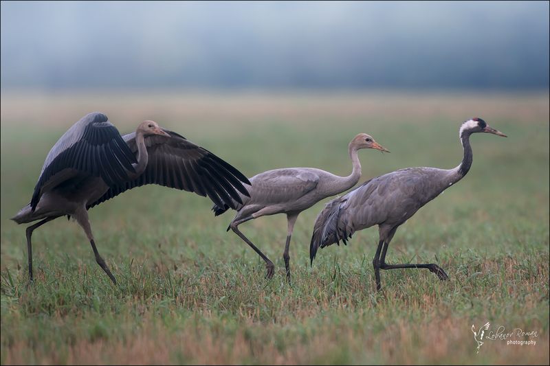 * * * фото превью