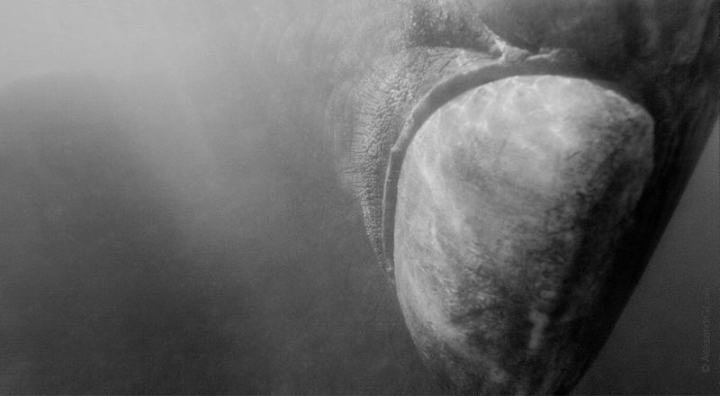 Ноготь фото превью