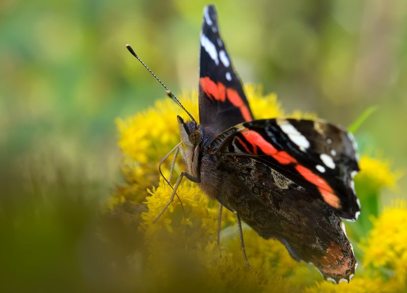 Адмирал фото превью