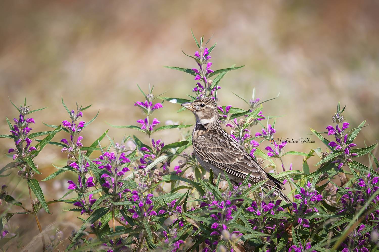 птица, жаворонок, степной жаворонок, Медведева Светлана