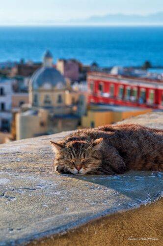 A nap at Procida island
