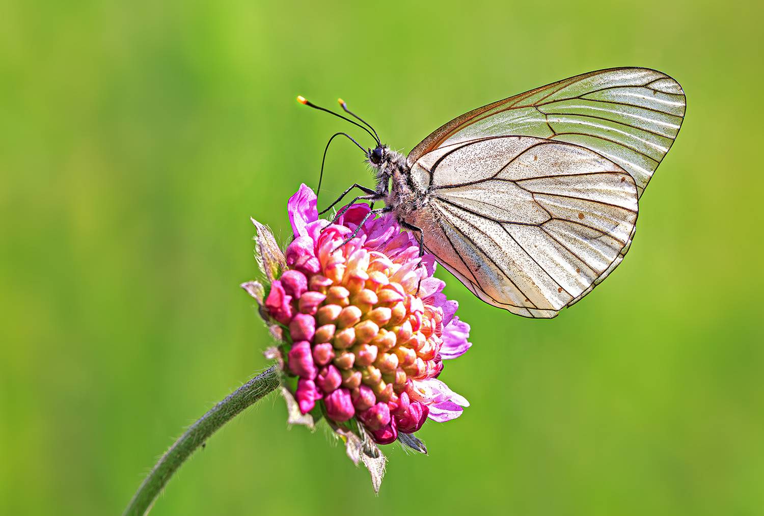 насекомые, бабочка, белянка, боярышница, лето, июнь, Борис Новиков
