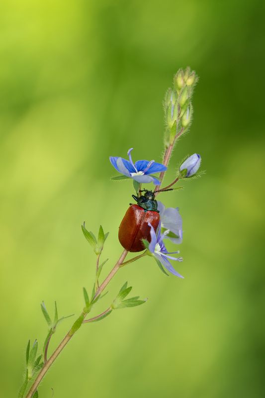 фото превью