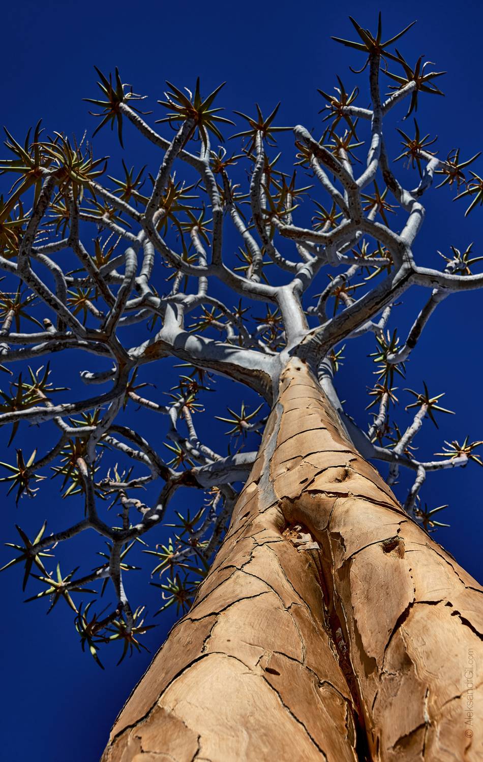 , Гиль Александр