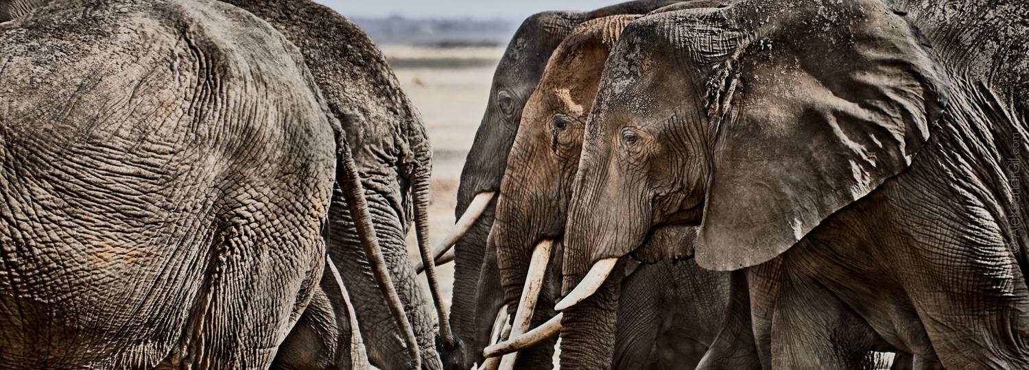 , Гиль Александр