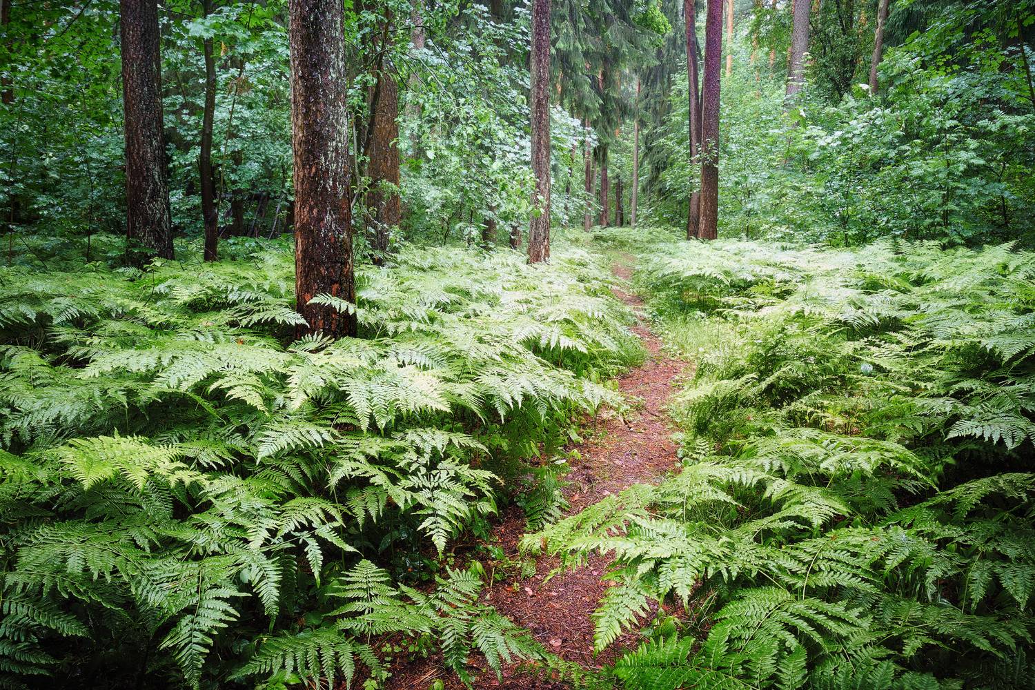 лес, деревья, листва, Валерий Вождаев