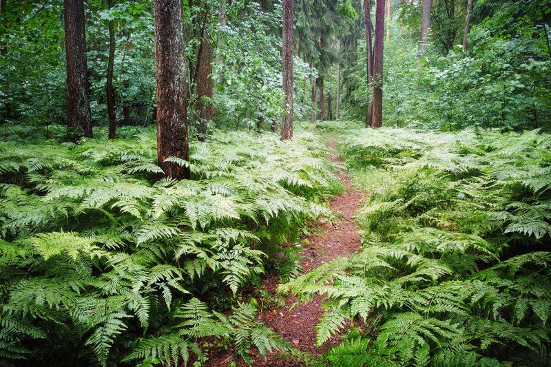 лес, деревья, листва В дождевом лесу фото превью