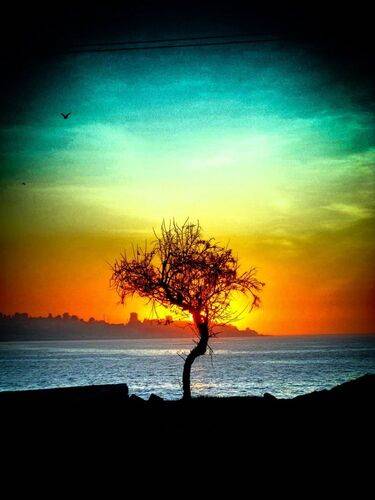 ÁRBOL DE VALPARAÍSO