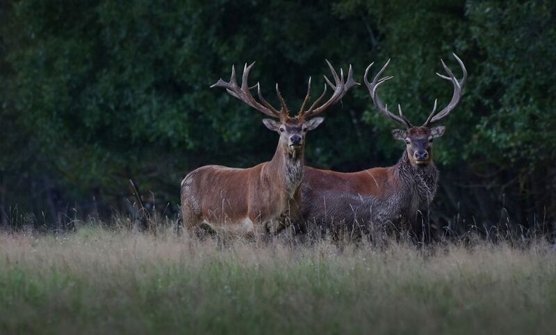 ... фото превью