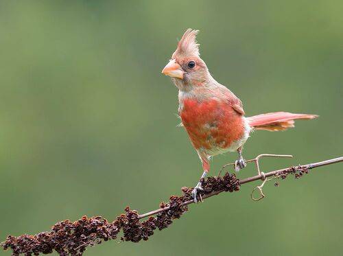 Juvenile Northern Cardinal Молодая птица -Красный кардинал