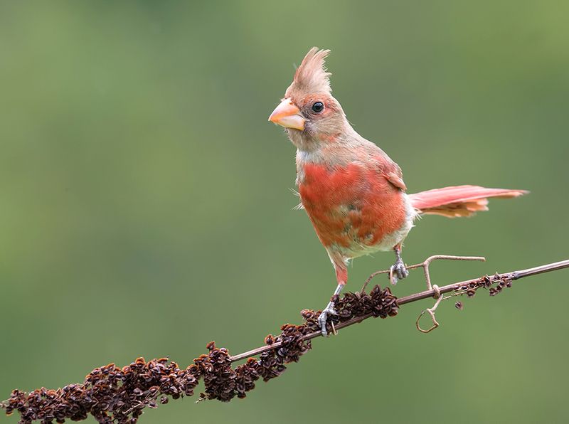красный кардинал, northern cardinal, cardinal,кардинал Juvenile Northern Cardinal Молодая птица -Красный кардинал фото превью