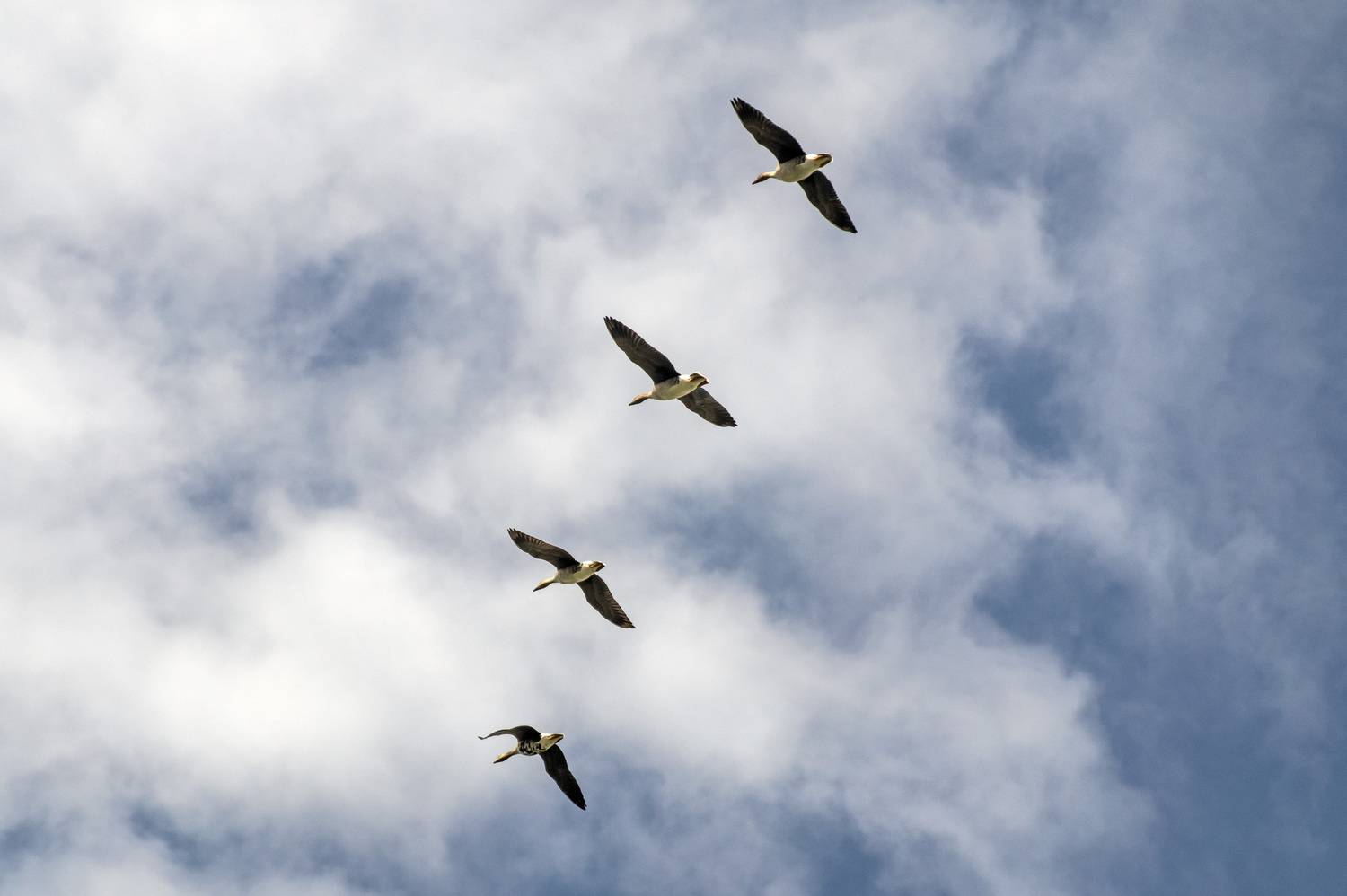 , Шитов Александр