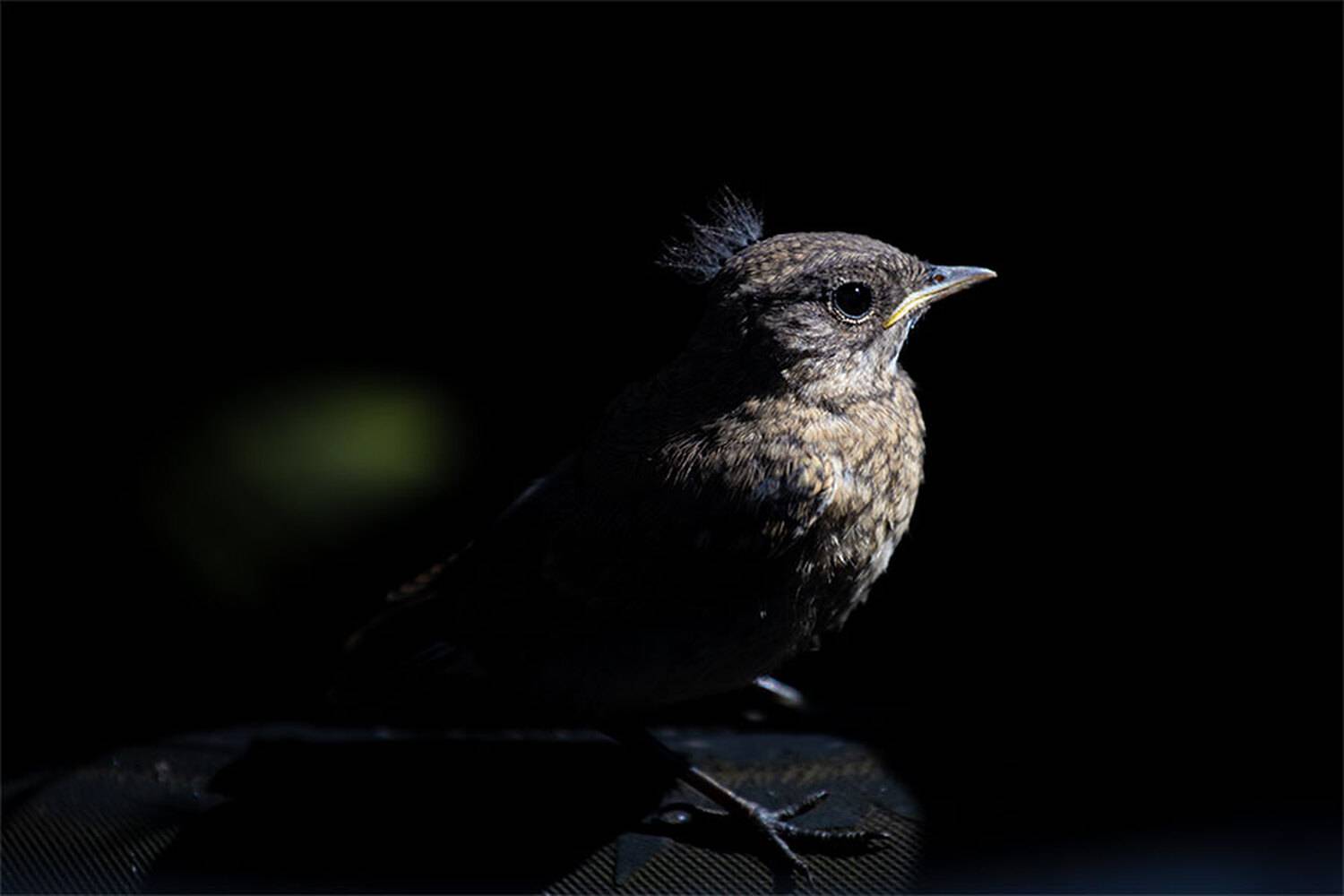 , Чудинин Дмитрий